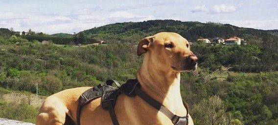 Hündin Easy in Mettmann entlaufen