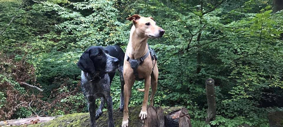 Hündin Easy in Mettmann entlaufen