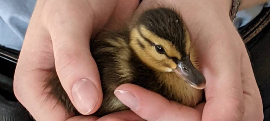 Polizei rettet Enten-Waisen