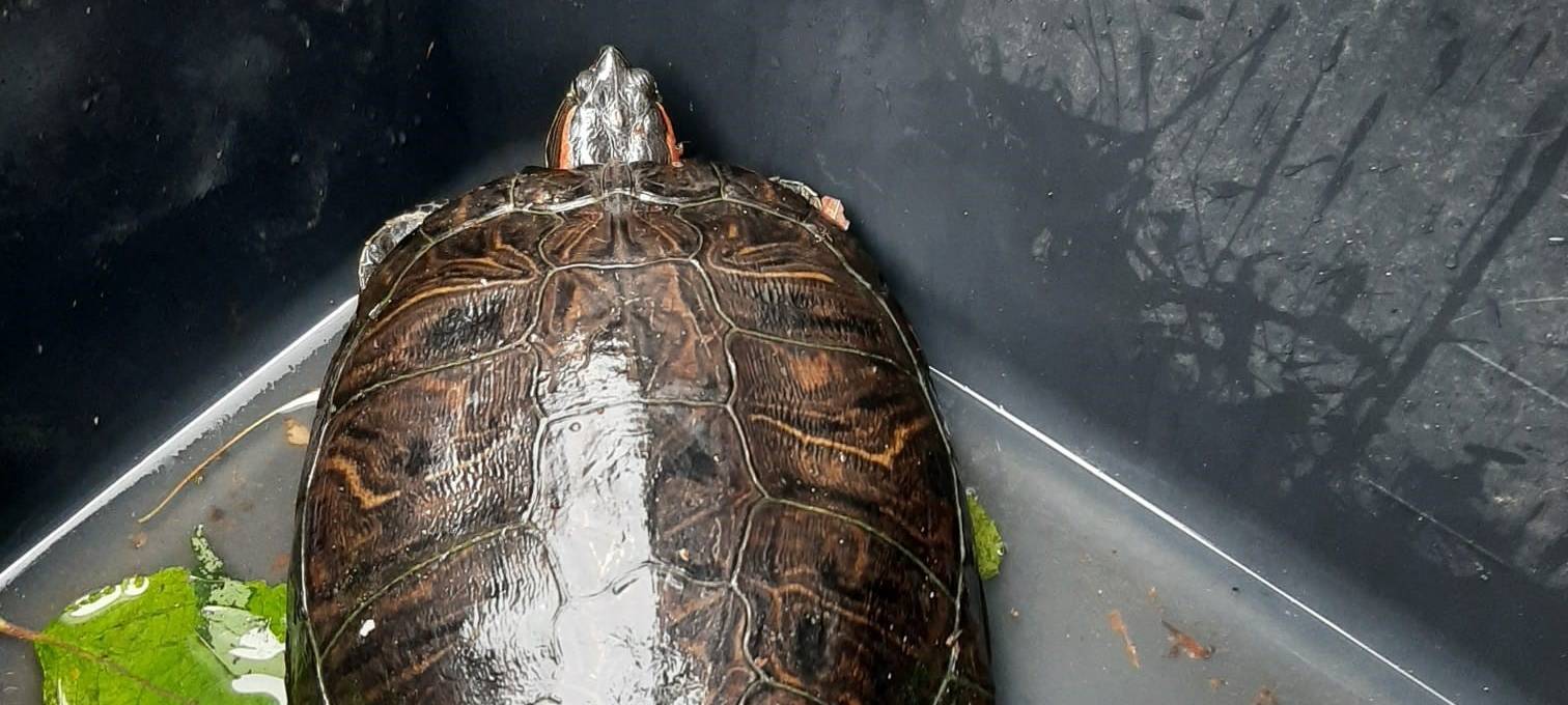 14.07.2021 Schildkröte in Mettmann gefunden