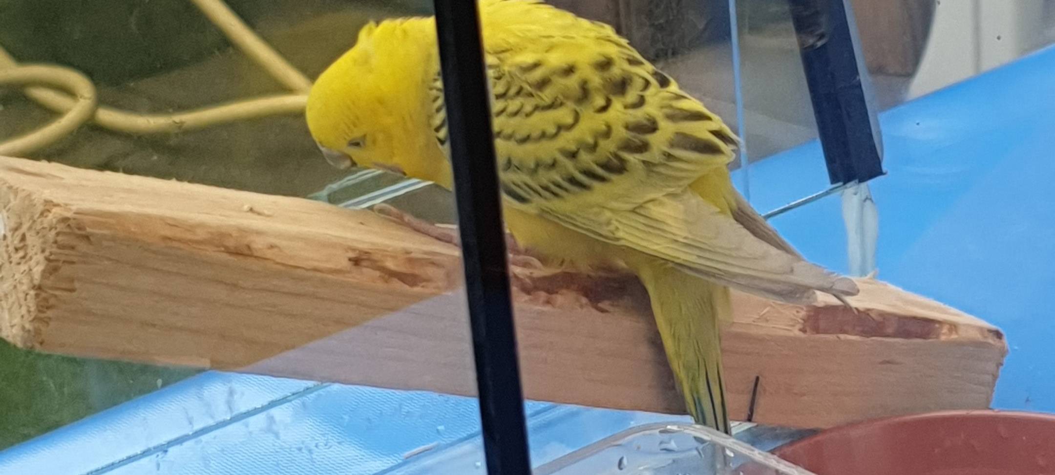 Wellensittich in Ratingen zugeflogen