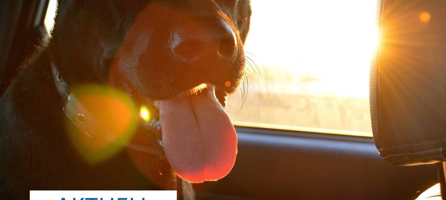 Hunde aus heißem Auto gerettet