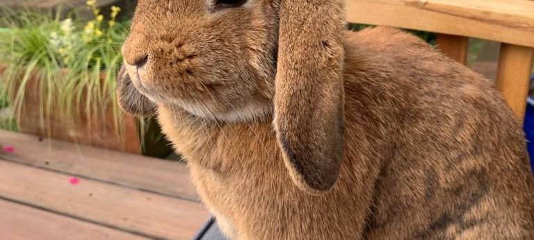 Kaninchendame "Gurke" wird in Mettmann vermisst