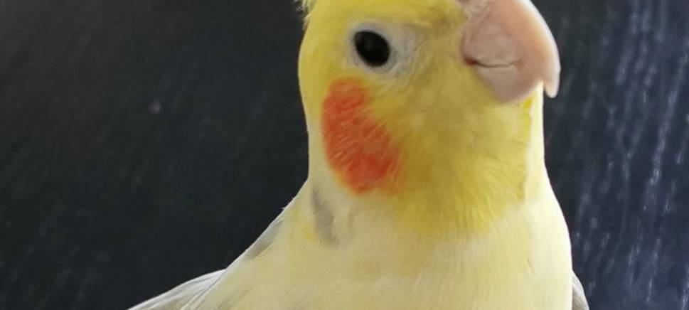 Nymphensittich "Diego" ist weg