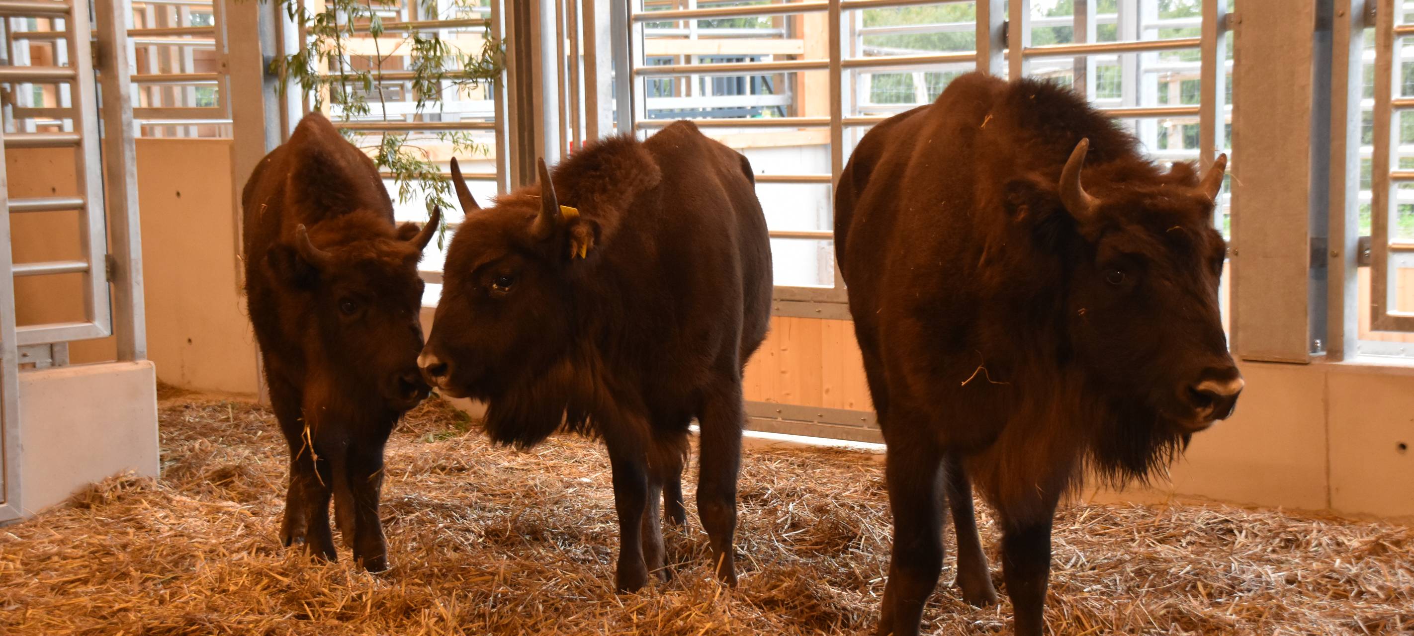 Drei Wisentdamen fürs Neandertal