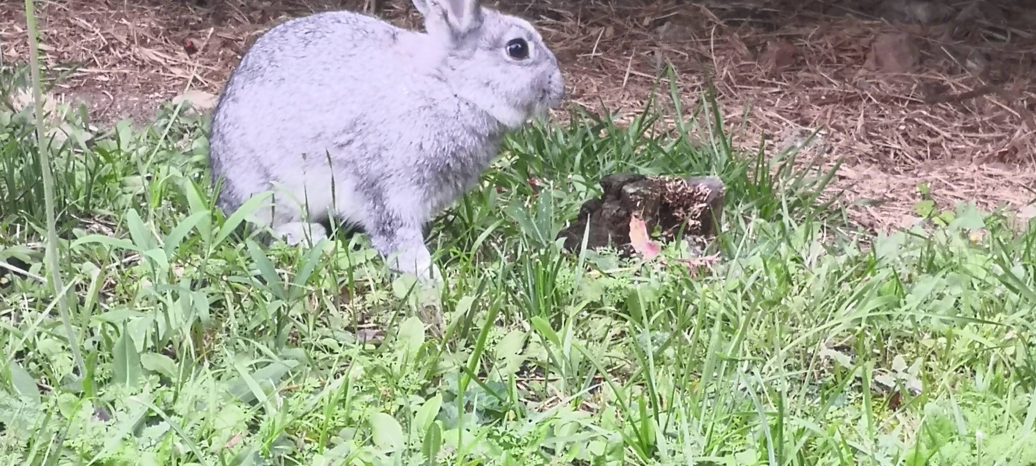 Häschen gefunden und eingefangen.