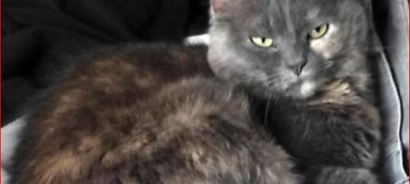 04.11.2021 Katze Biene in Ratingen vermisst