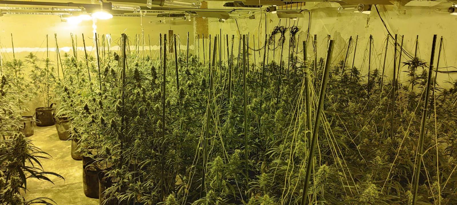 Cannabisplantage mit Millionenwert in Mettmann entdeckt