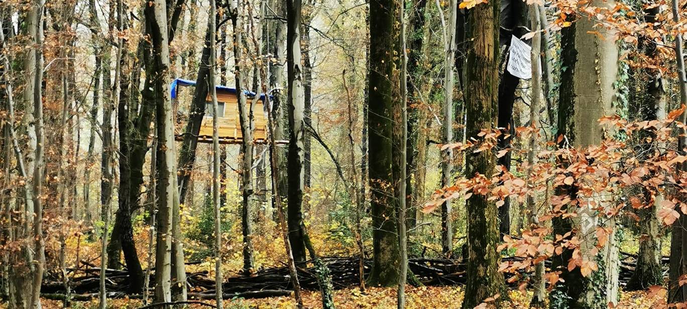 Nach Rodungen: Stillstand im Osterholz