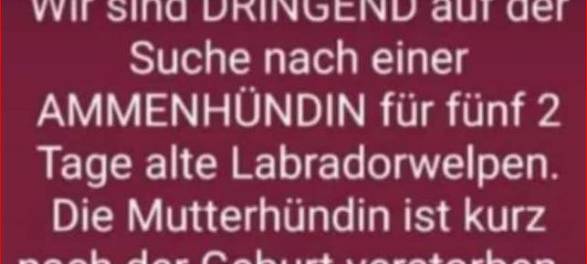 Ammenhündin gesucht!