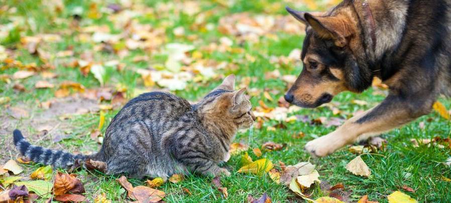 Hildener Tierheim zieht Reißleine