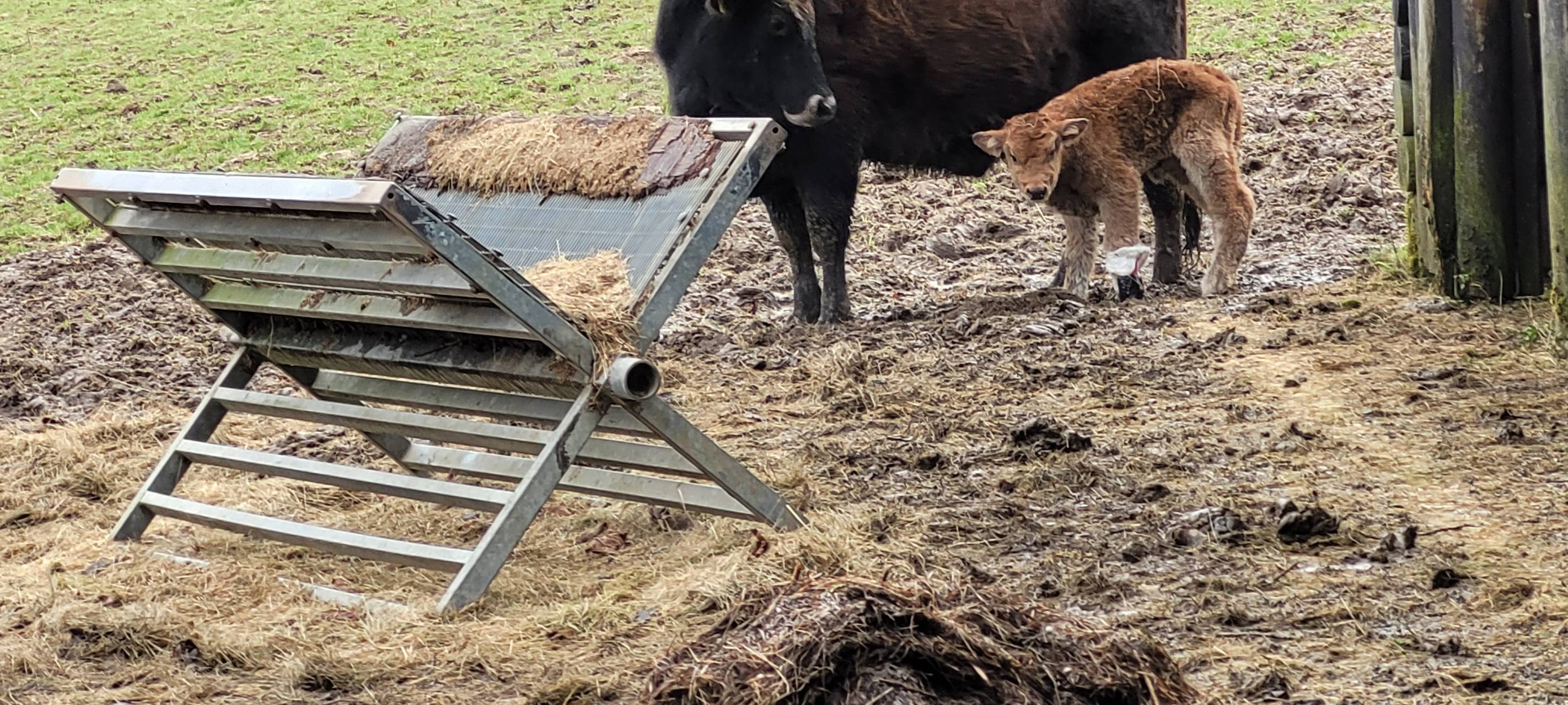 Nachwuchs im Eiszeitlichen Wildgehege