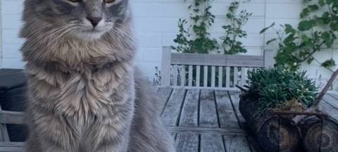 Wülfrath: Kater Charly wird vermisst
