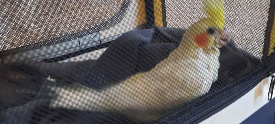 Wülfrath: Nymphensittich zugeflogen