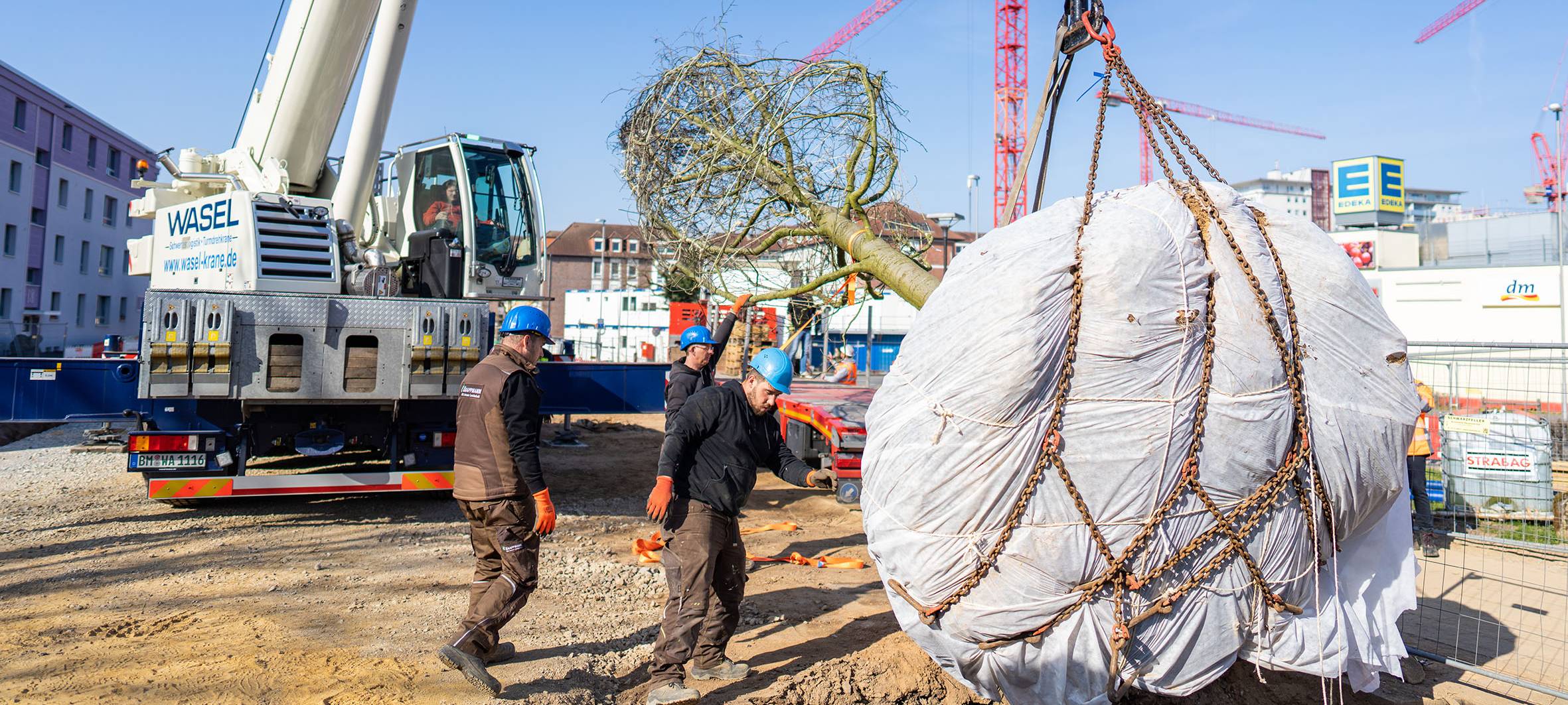 Monheim pflanzt ausgewachsene Eichen ein