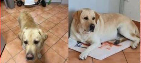 Rüde Buddy aus Ratingen vermisst