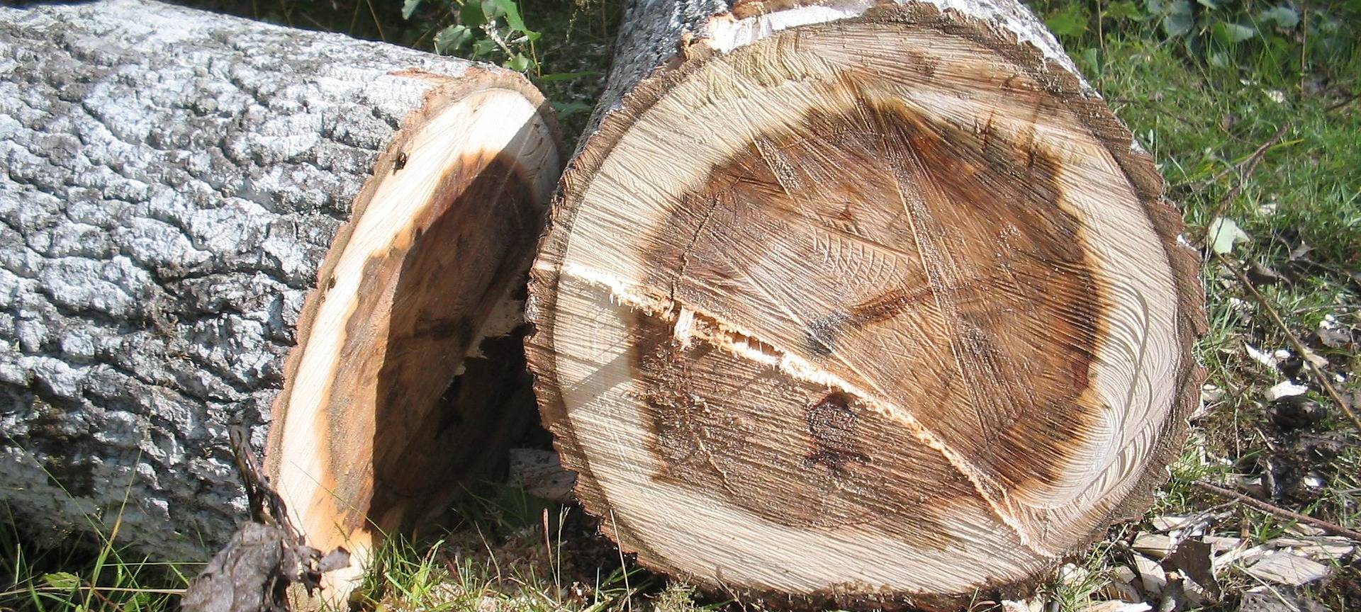 Rodungsarbeiten in Haan