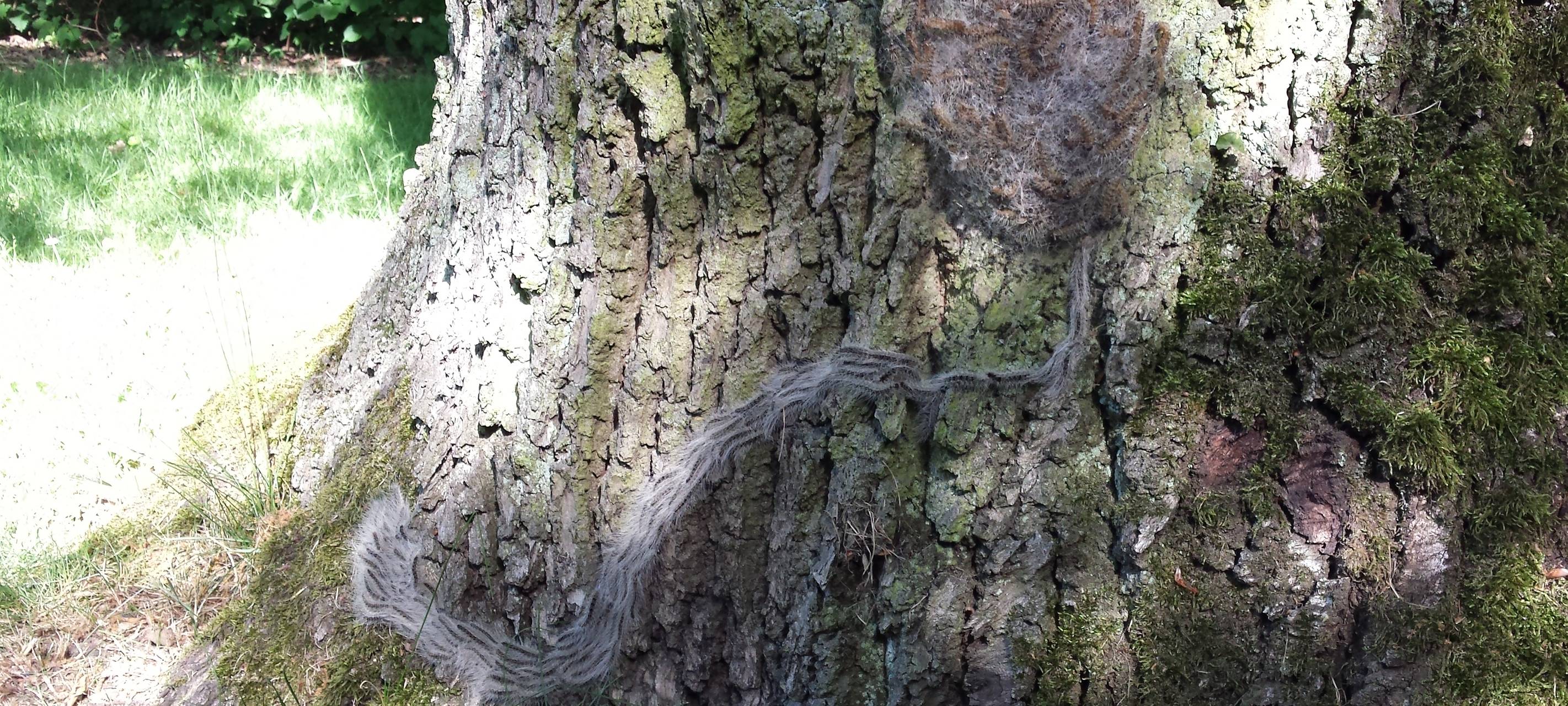 Kampf gegen Eichenprozessionsspinner geht weiter