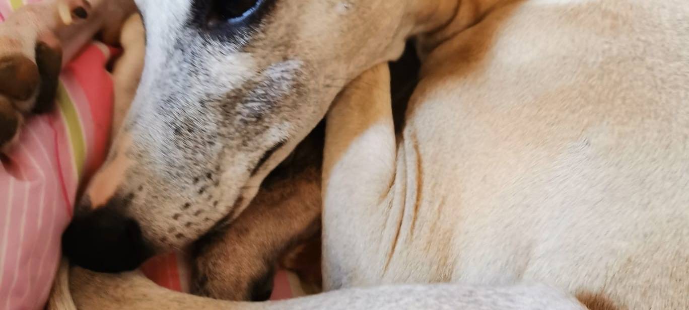 Motte am 28. Mai 2022 in Velbert, Hordtstraße entlaufen