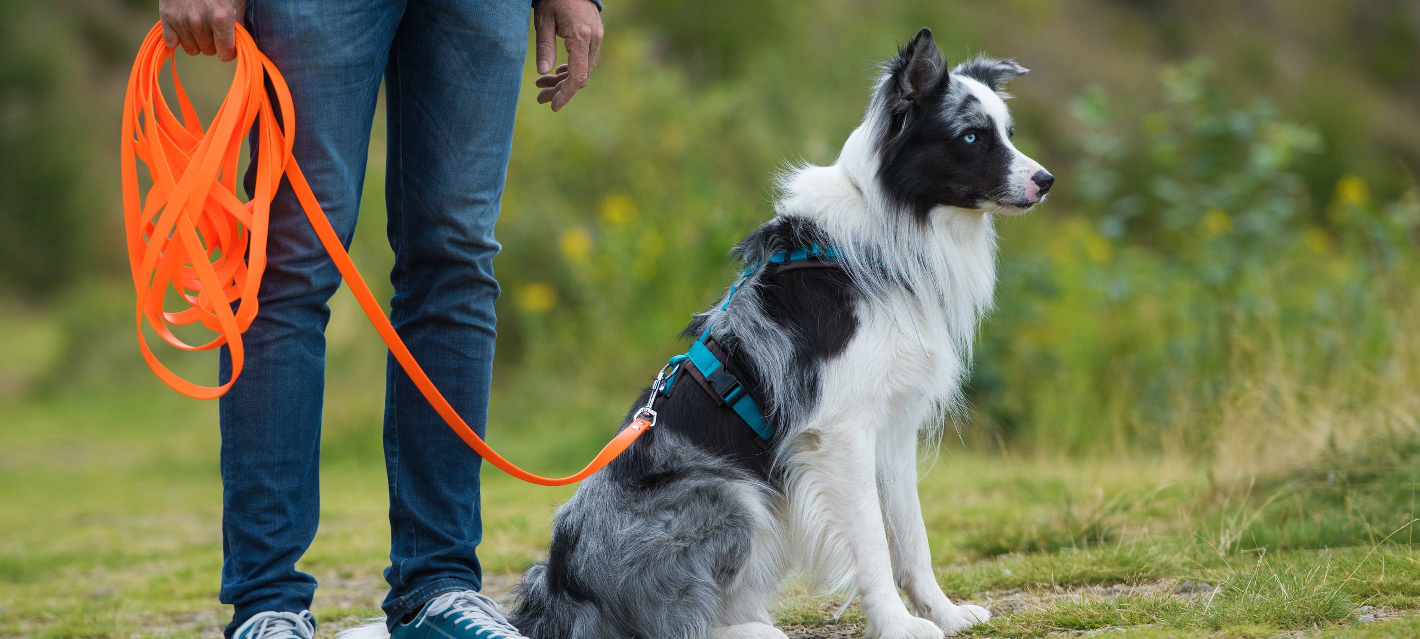 Stadt erinnert an Leinenpflicht