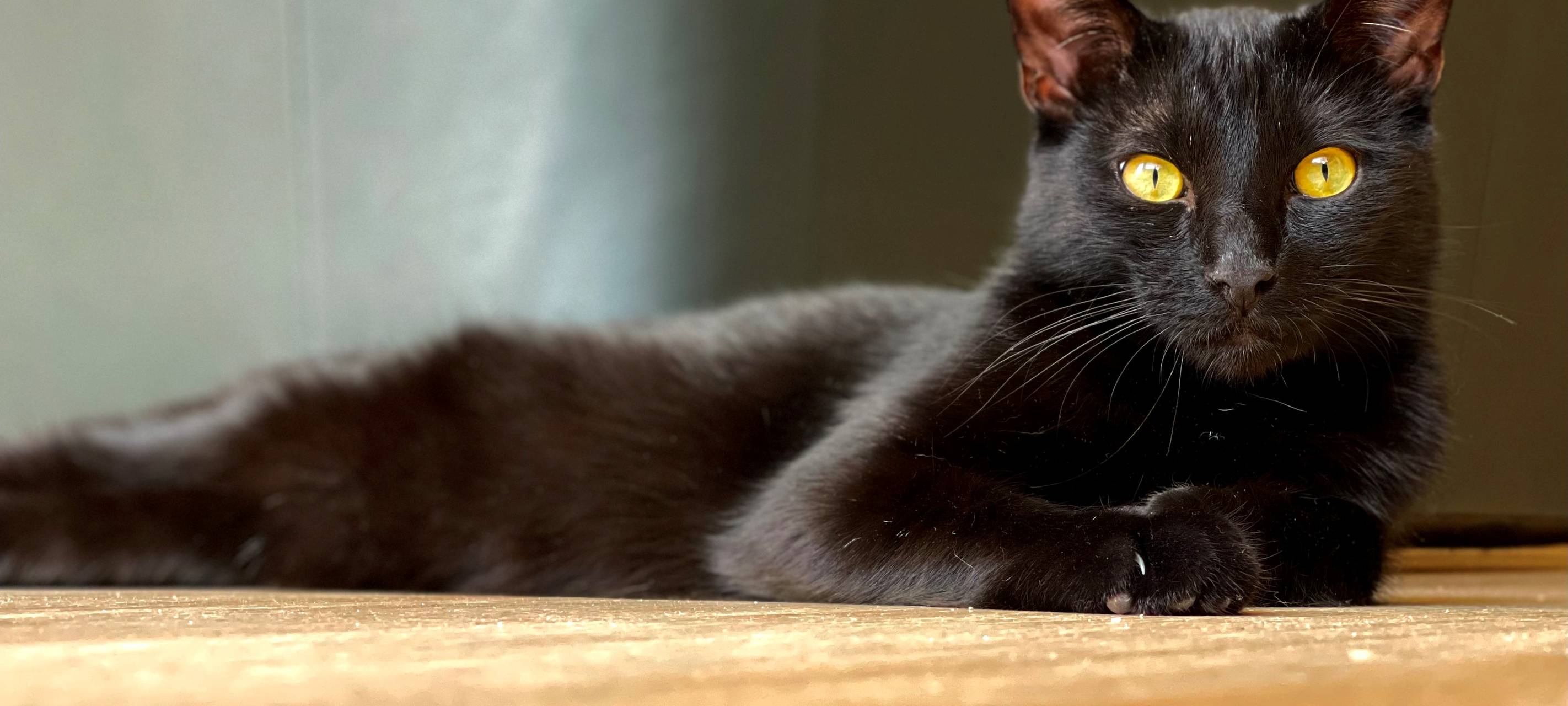 Kater Raku in Velbert - Sambeck vermisst