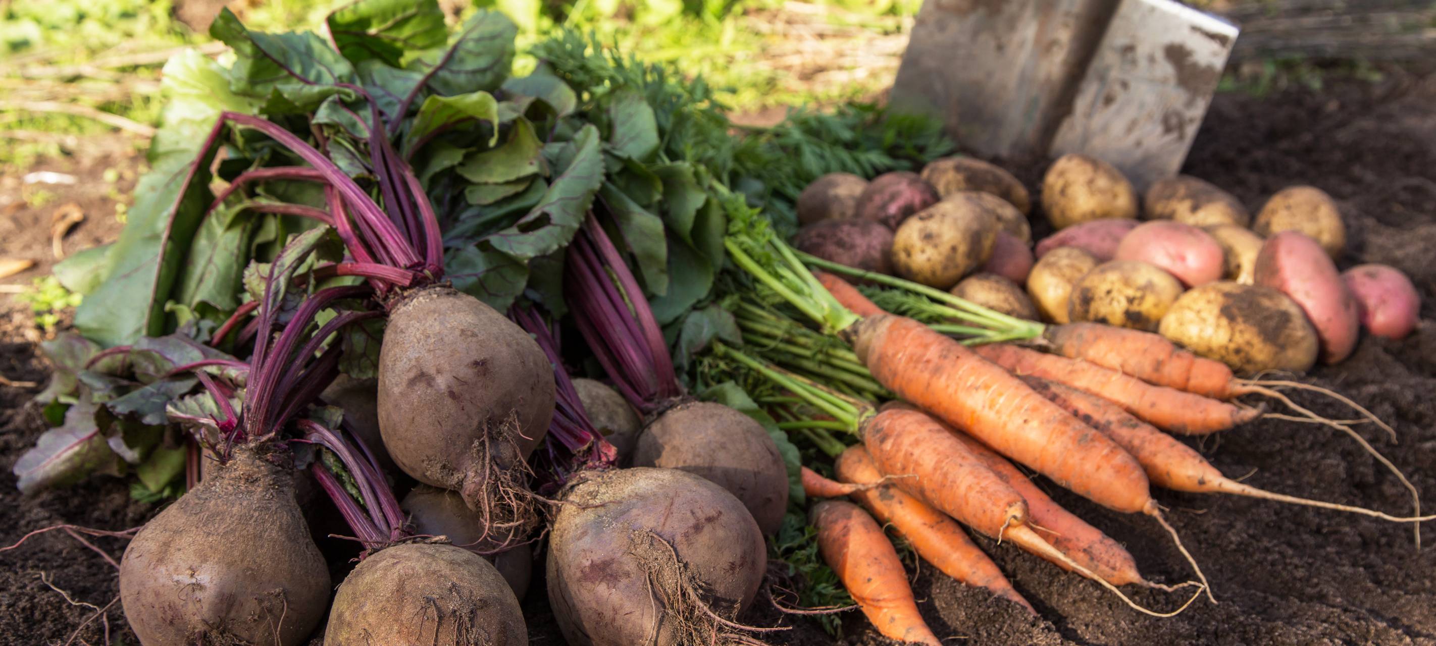 Kreis sucht Kräfte für Ernährungsbildung in Kitas