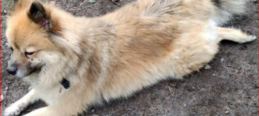 Chewy aus Düsseldorf wird vermisst