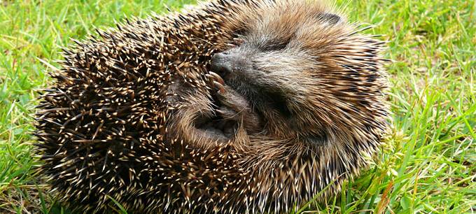 Igel im Frühjahr