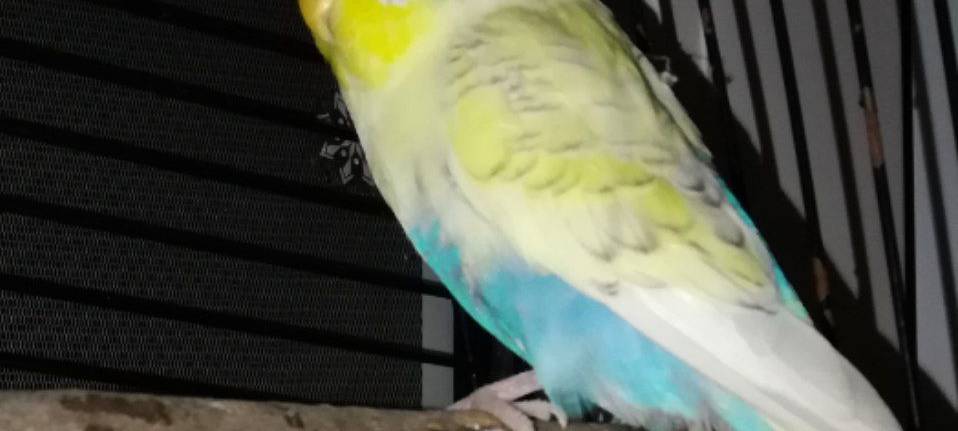 Wellensittich in Erkrath zugeflogen