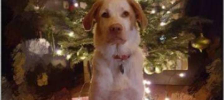 Erkrath: Neue Hundesteuermarken