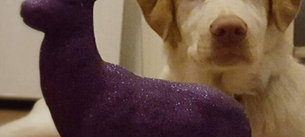 Tiere gehören nicht unter den Tannenbaum