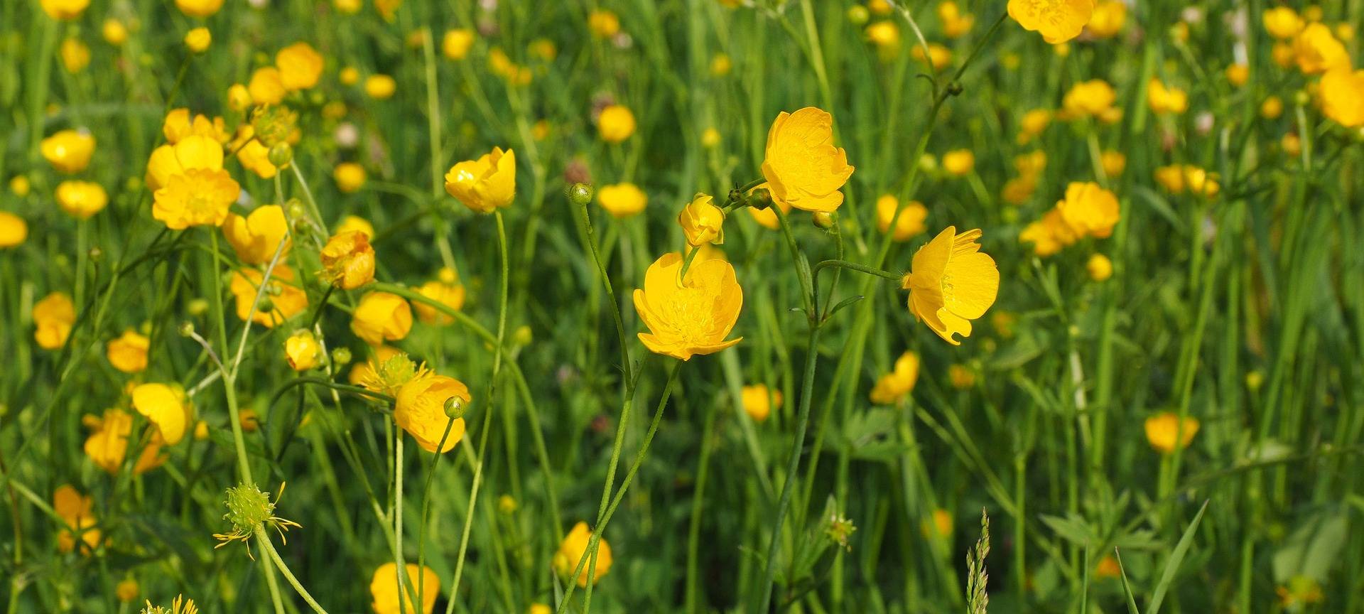 Ratinger Cromfordwiesen