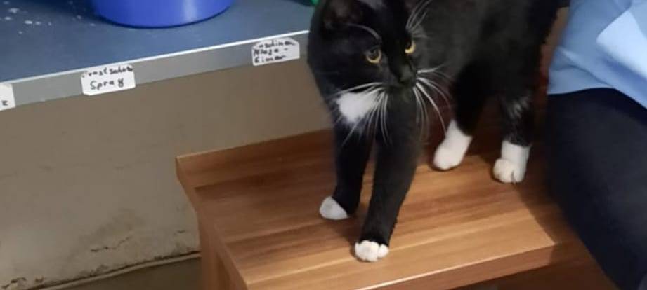 25.01. Katze in Haan zugelaufen