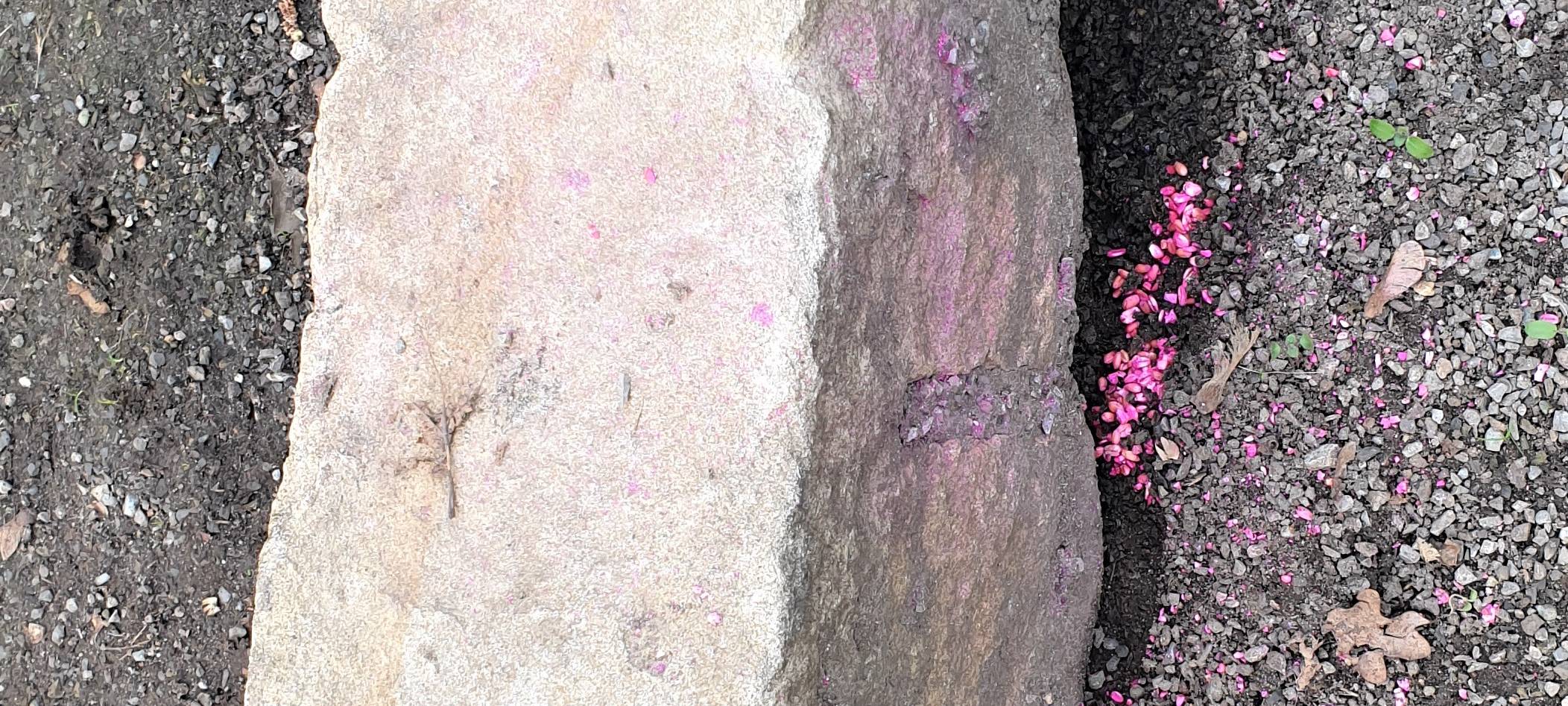 An der Straße Gut Niederbeck in der Nähe des Grünen Sees lagen diese Giftkörner offen herum, in anderen Fällen war das Gift in wurstähnliche Köder eingearbeitet.