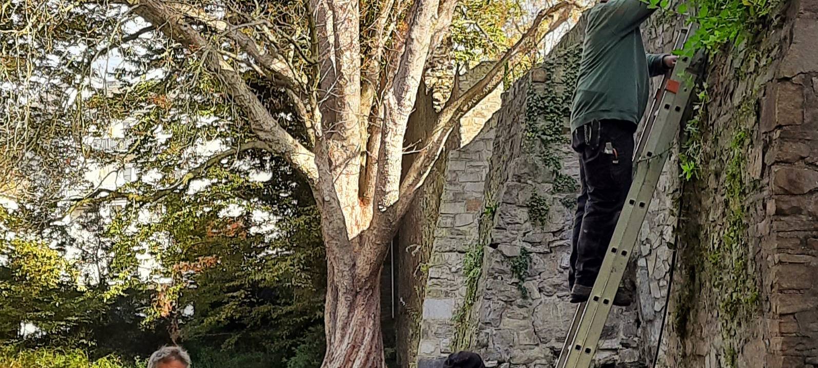 Ratinger Stadtmauer wird saniert