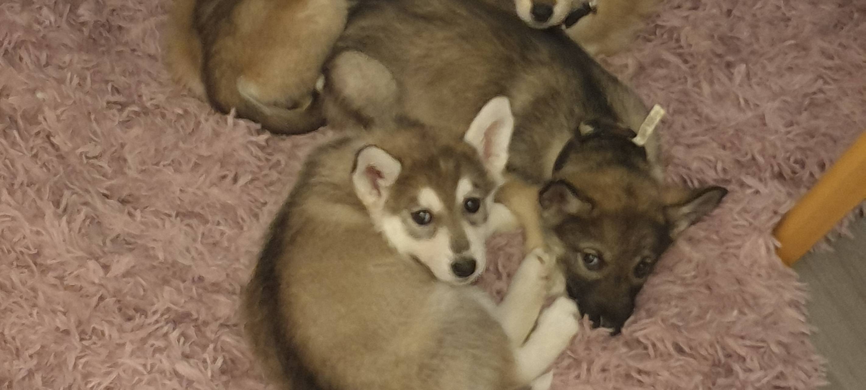 Polizei sucht geklaute Handys und findet Welpen