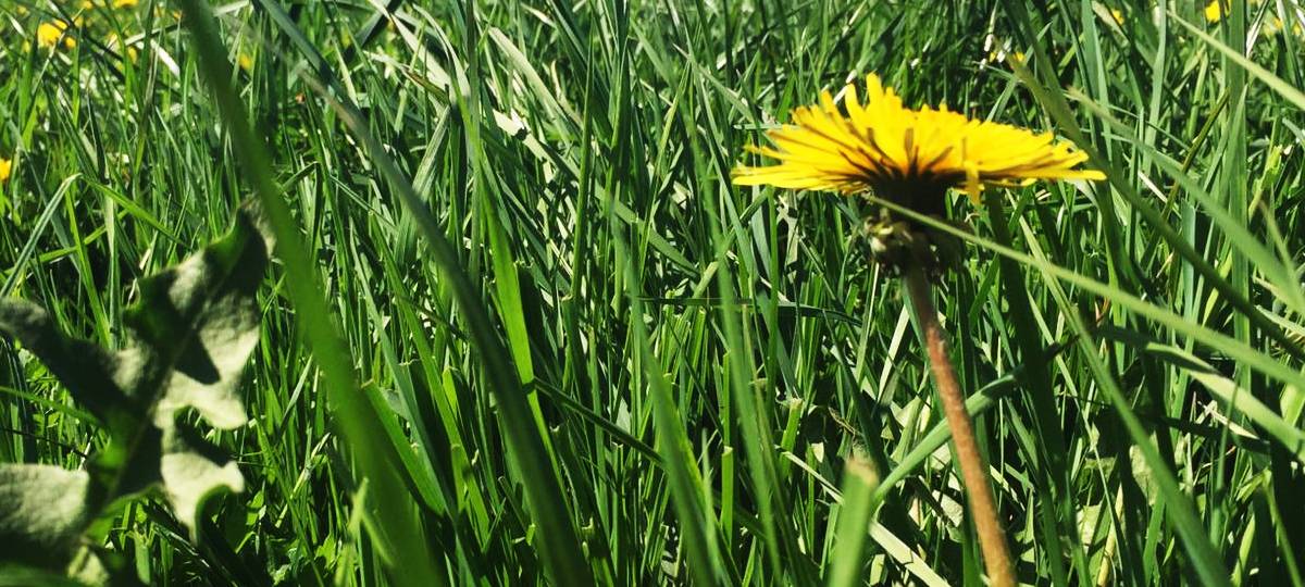 Hilden sammelt Spenden für Streuobstwiese