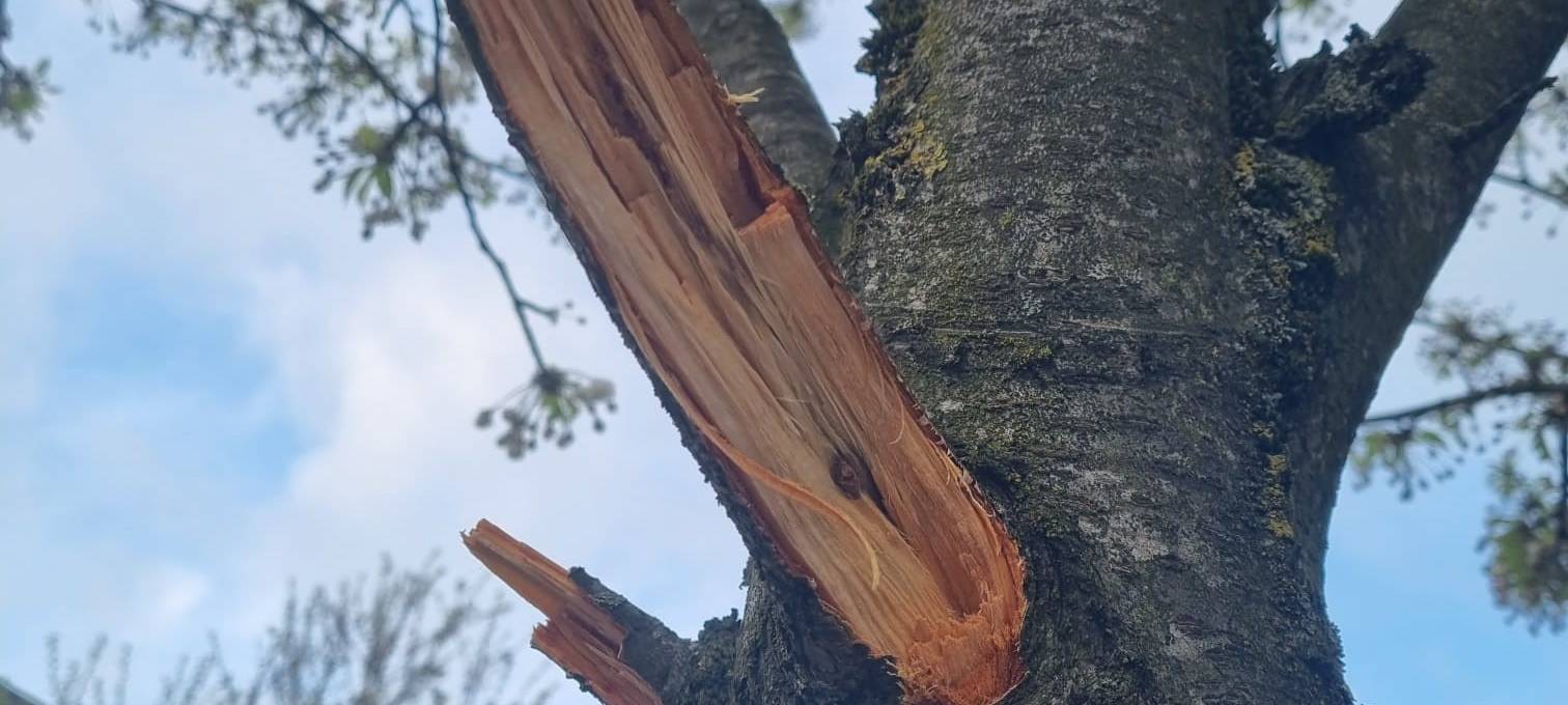 Bäume in Wülfrath beschädigt