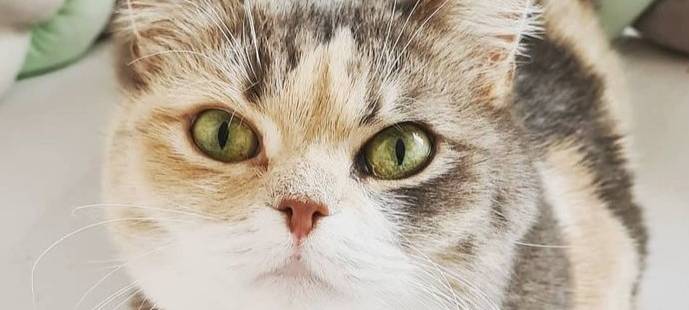 02.05.2023 Katze Amy in Mettmann entlaufen