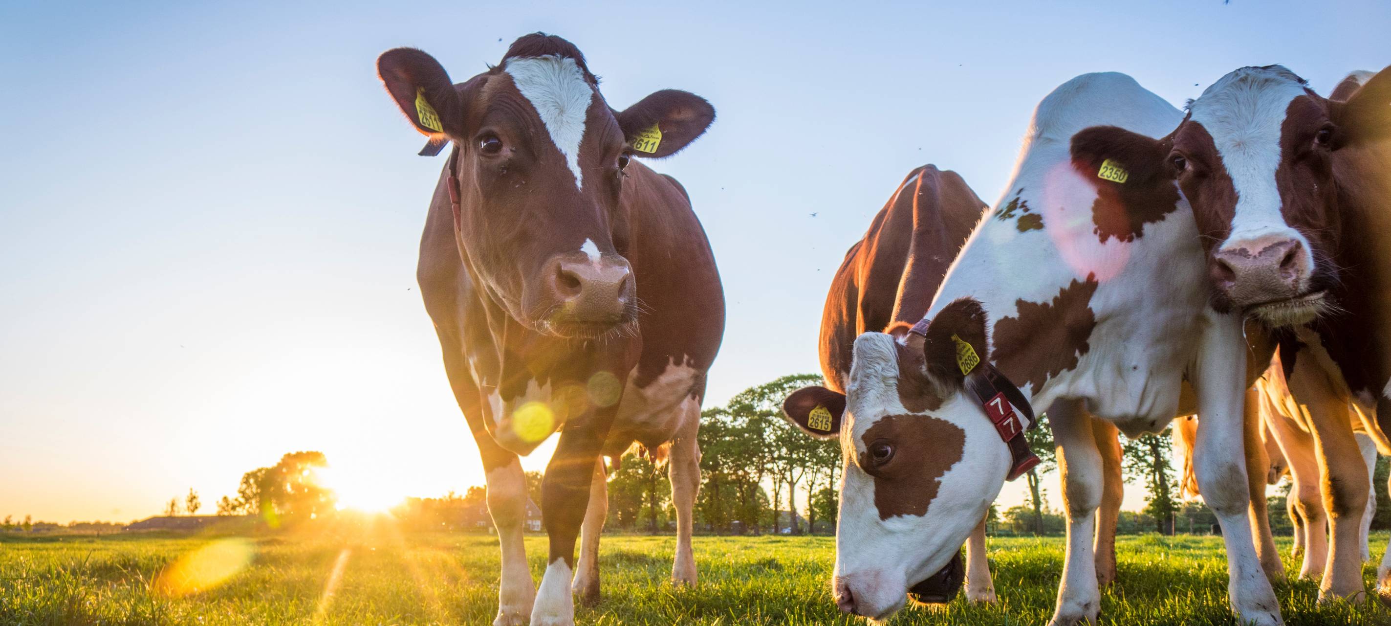Blauzungenkrankheit wieder auf dem Vormarsch