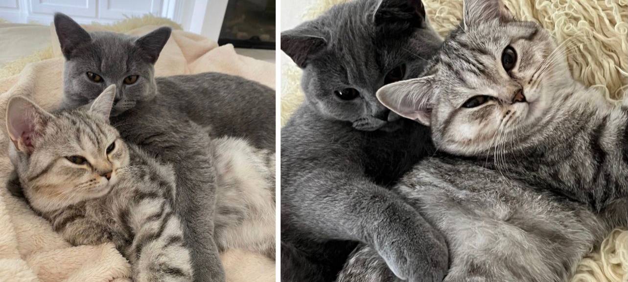 Katze Lizzy aus Ratingen vermisst