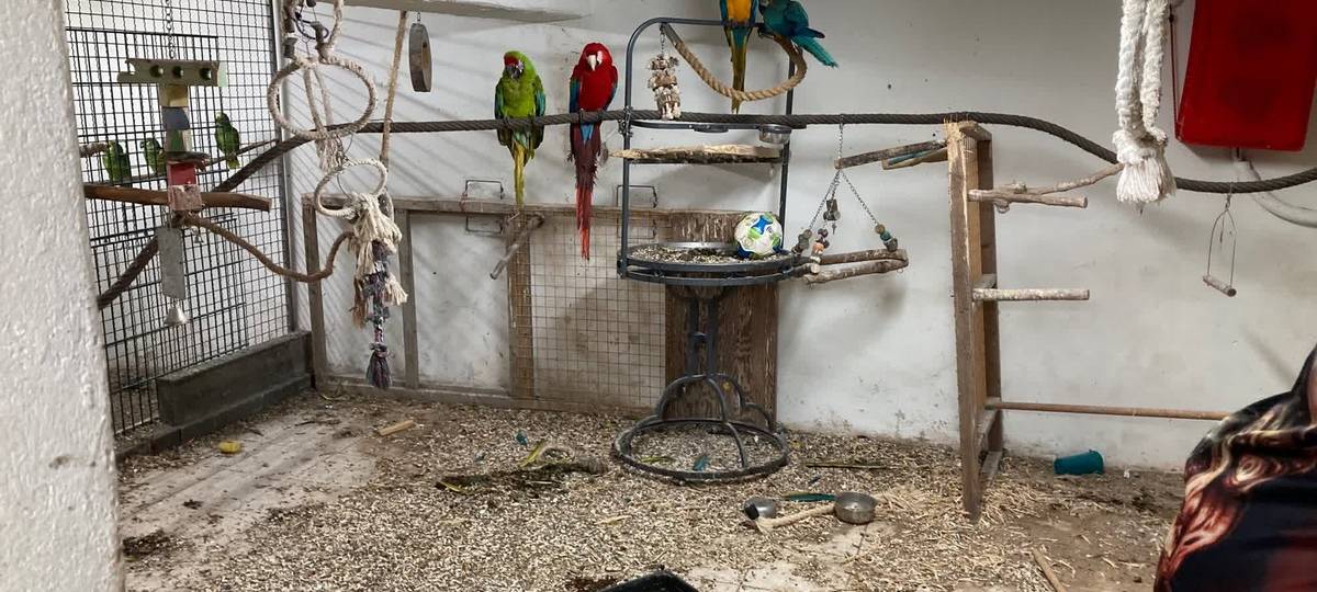Massenweise Tiere aus Einfamilienhaus befreit