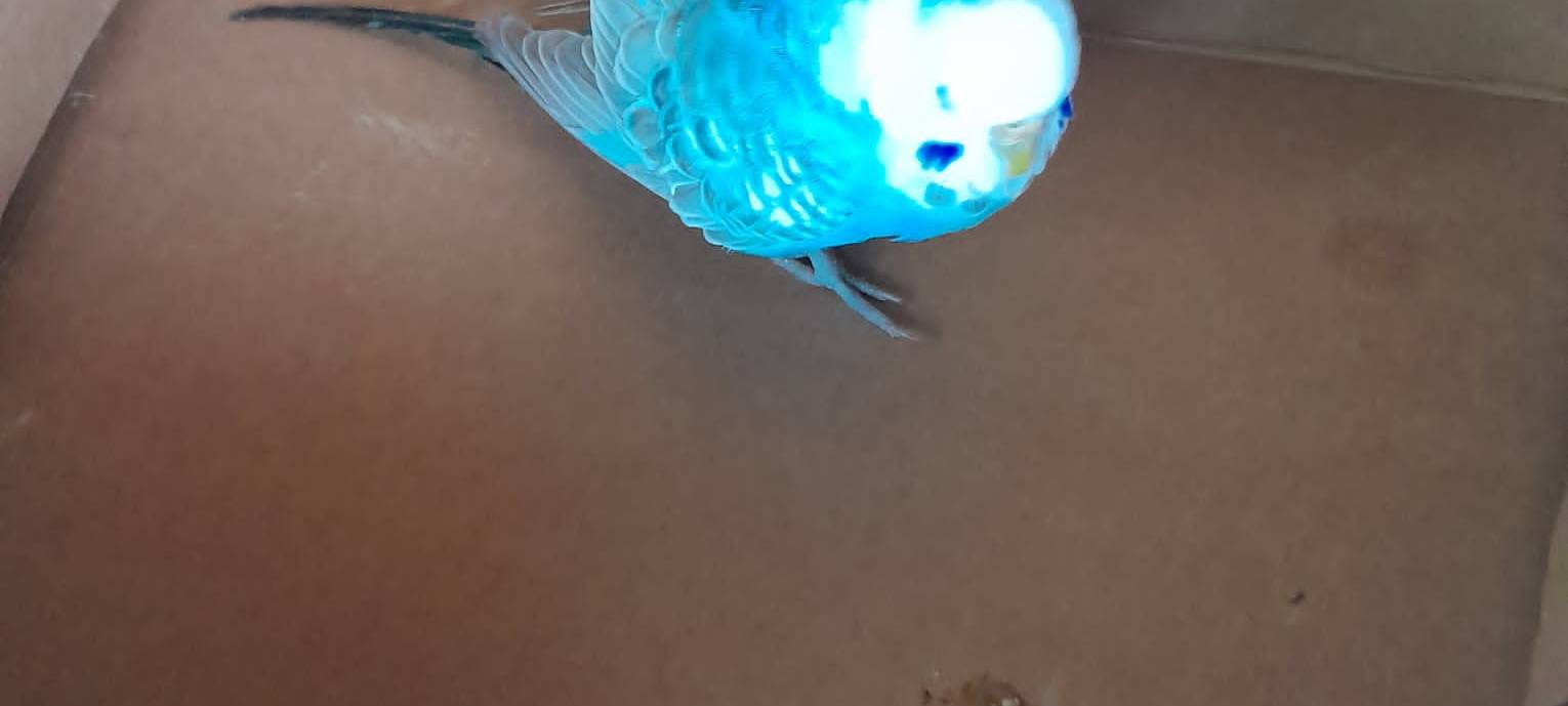 Wellensittich gefunden