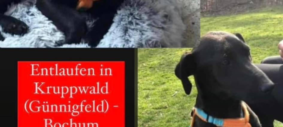 Hund in Bochum entlaufen