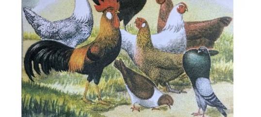 14. und 15. Oktober - Geflügelschau in Gruiten-Dorf