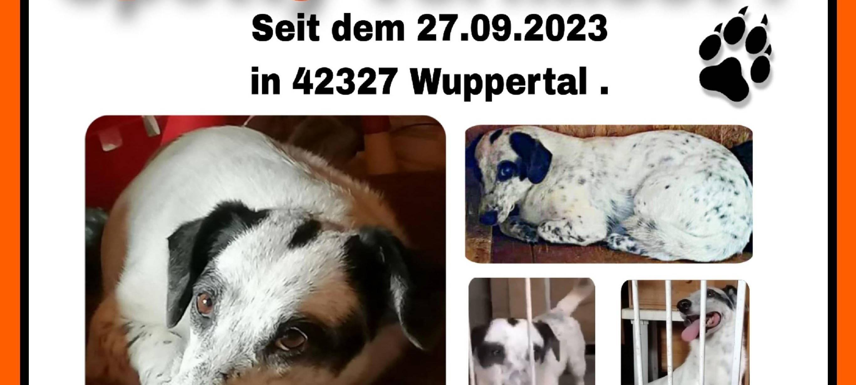 Pflegehund Spotty in Wuppertal vermisst