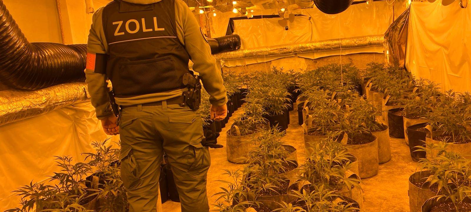 Cannabisplantage in Velbert ausgehoben