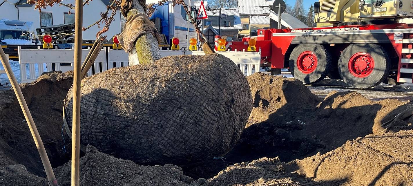 Festakt: Eine neue Eiche für Monheimer Kradepohl