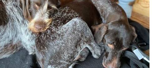 Lissy & Ben werden gesucht