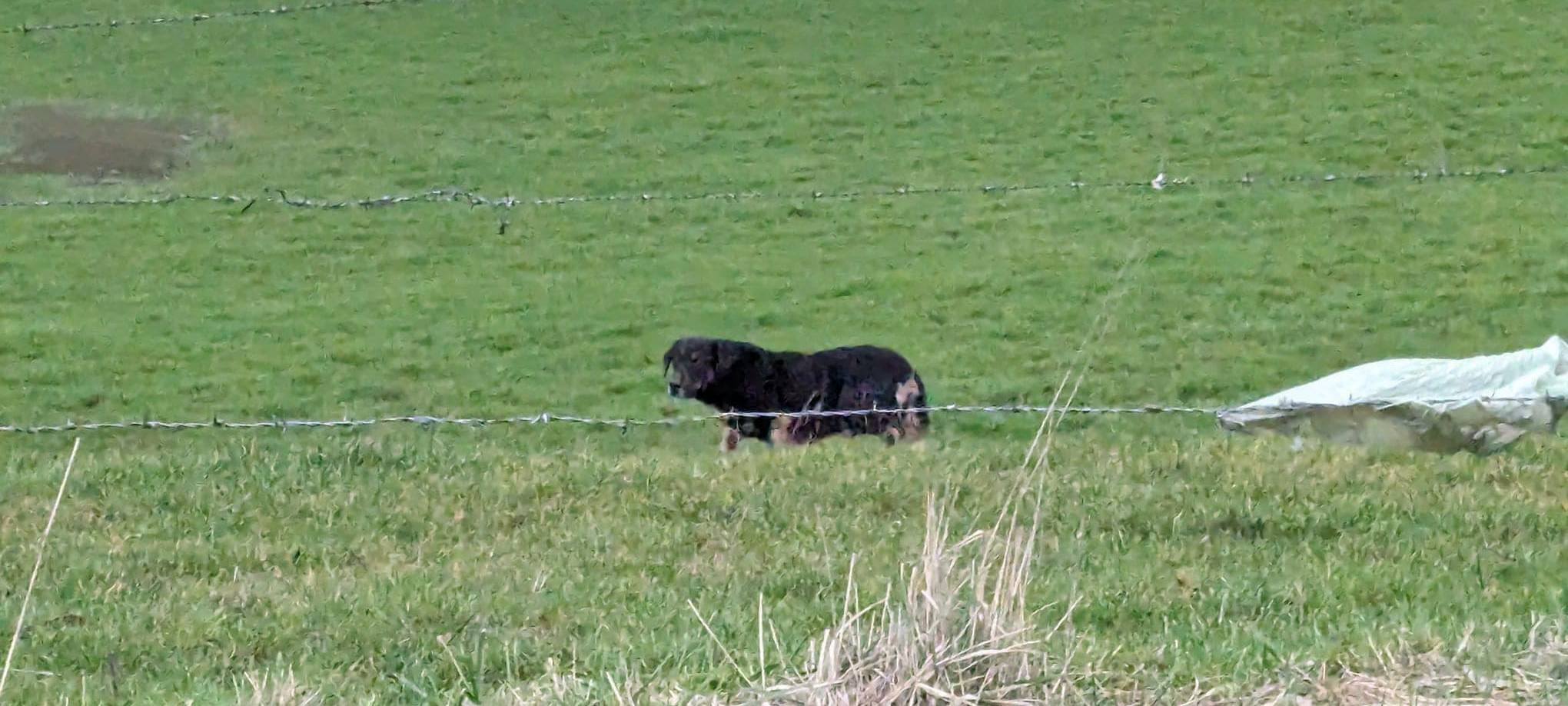 Hund in Wuppertal und Umgebung vermisst